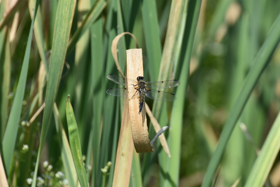Libellula quadrimaculata - négyfoltos laposacsa