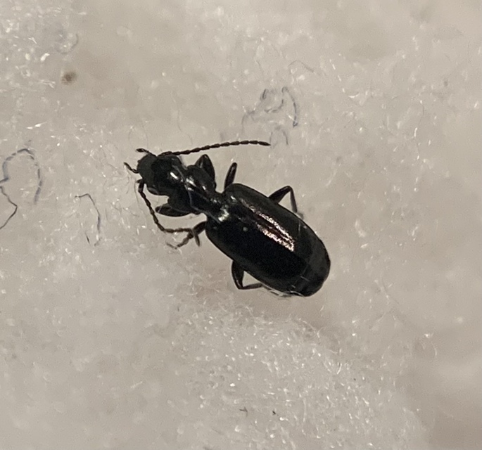 Microlestes minutulus - közönséges parányfutó