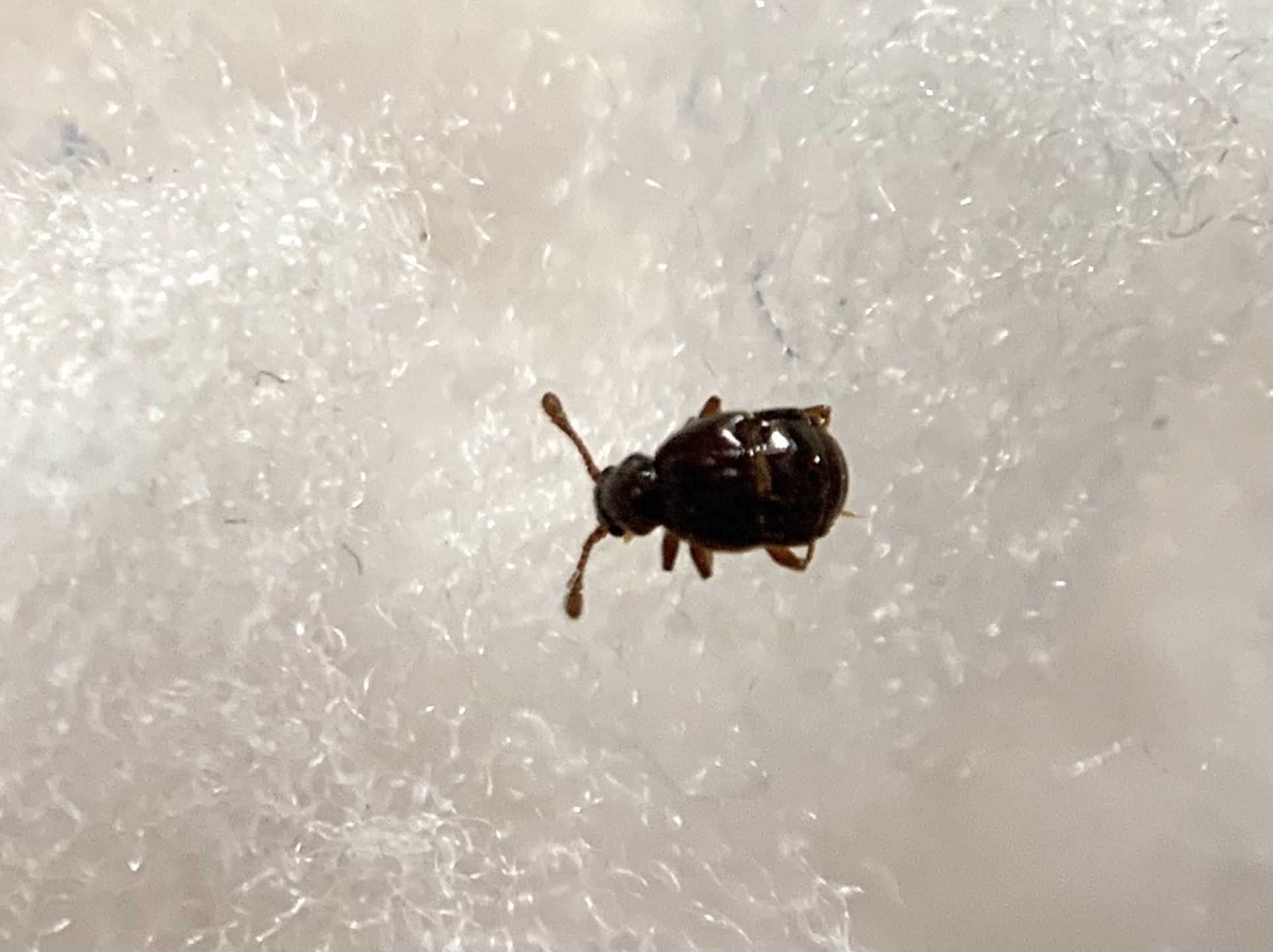 Brachygluta fossulata