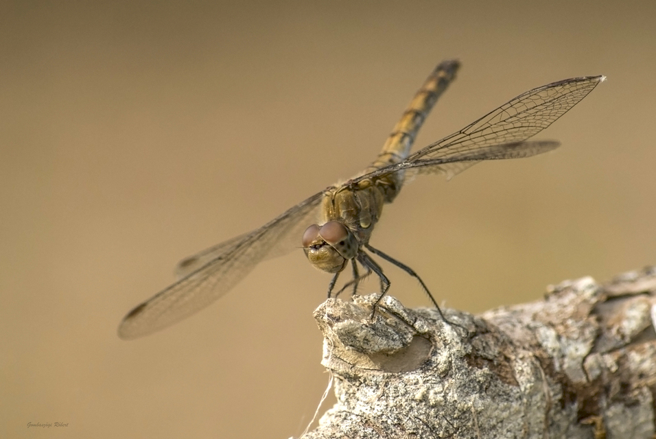 Sympetrum striolatum - harántsávos katona-szitakötő