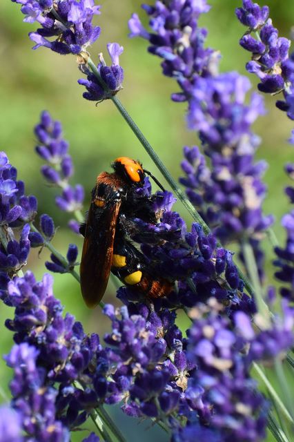 Megascolia maculata - óriás-tőrösdarázs