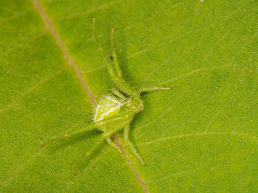 Heriaeus graminicola/hirtus