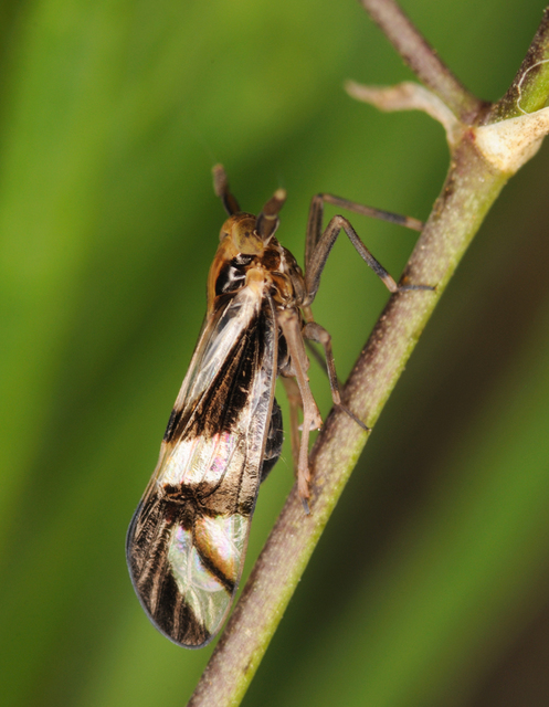 Delphacidae - sarkantyús kabócák