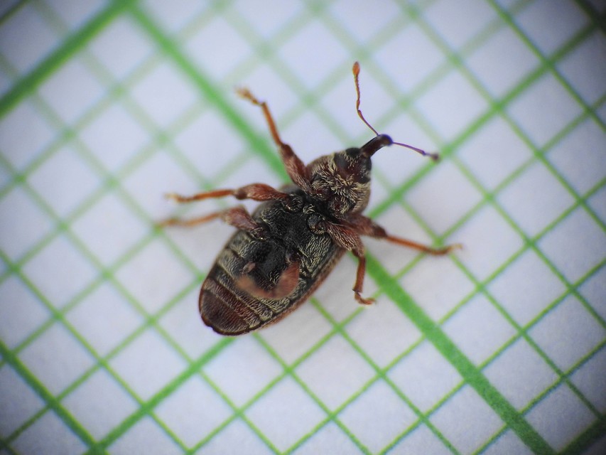 Dorytomus melanophthalmus - sárgaorrú hangormányos