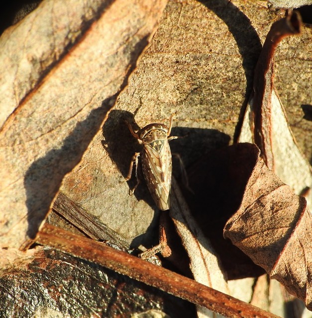 Idiocerinae