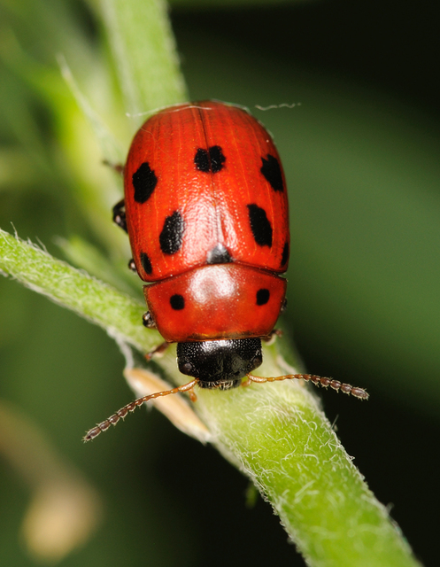 Gonioctena fornicata - közönséges lucernabogár