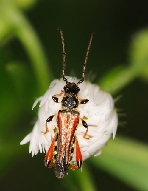 Stenopterus rufus - tarkacsápú keskenyfedőscincér