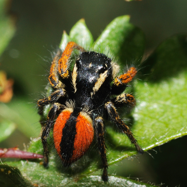 Philaeus chrysops - piros ugrópók