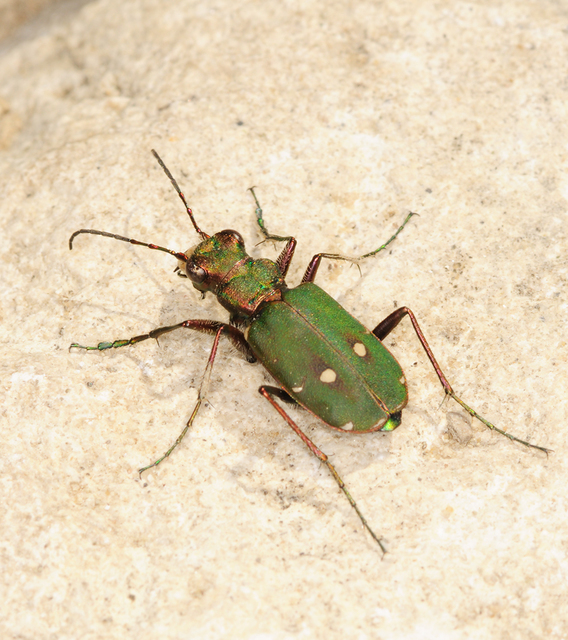 Cicindela campestris - mezei homokfutrinka