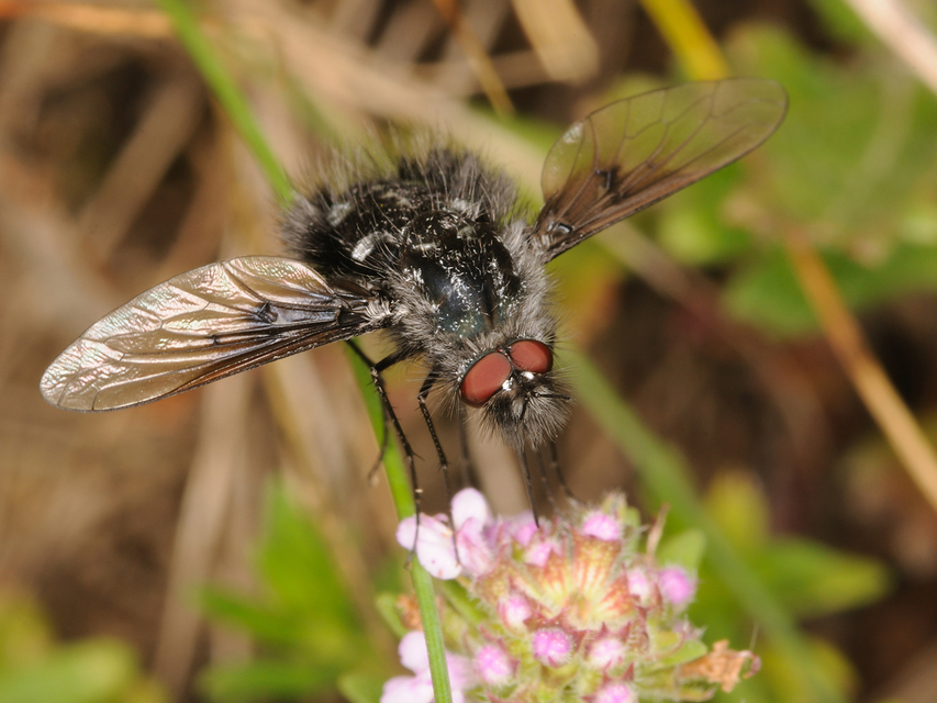 Bombylella atra - ezüstpettyes pöszörlégy
