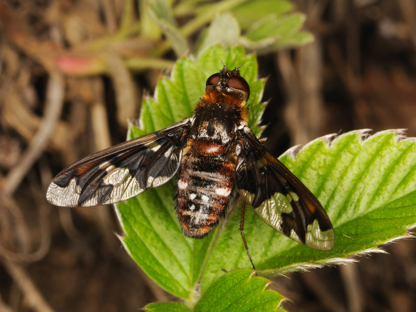 Exoprosopa capucina