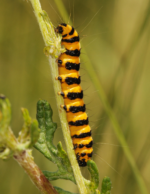 Tyria jacobaeae - jakabfű-medvelepke
