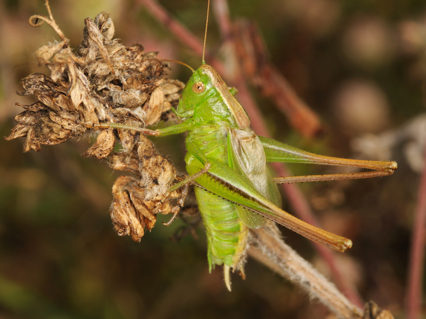 Bicolorana bicolor - halványzöld rétiszöcske