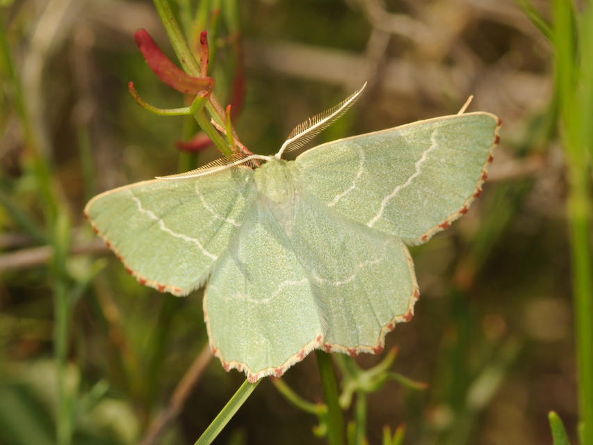 Thalera fimbrialis - csipkésszélű zöldaraszoló