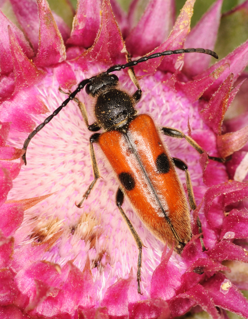 Vadonia unipunctata - kétpettyes virágcincér