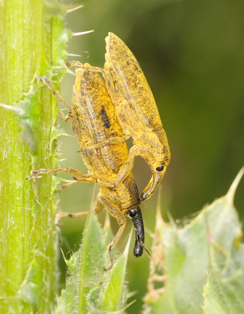Lixus pulverulentus - mályvafúró dudvabarkó