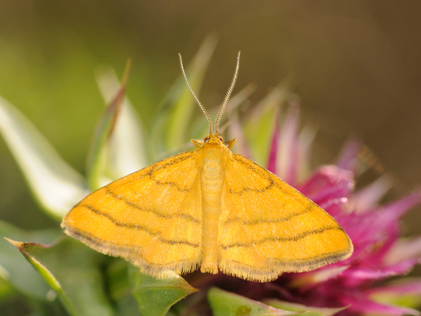 Idaea aureolaria - aranyos sávosaraszoló