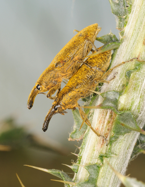 Lixus pulverulentus - mályvafúró dudvabarkó