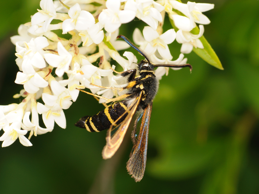 Paranthrene tabaniformis - bögölyszitkár