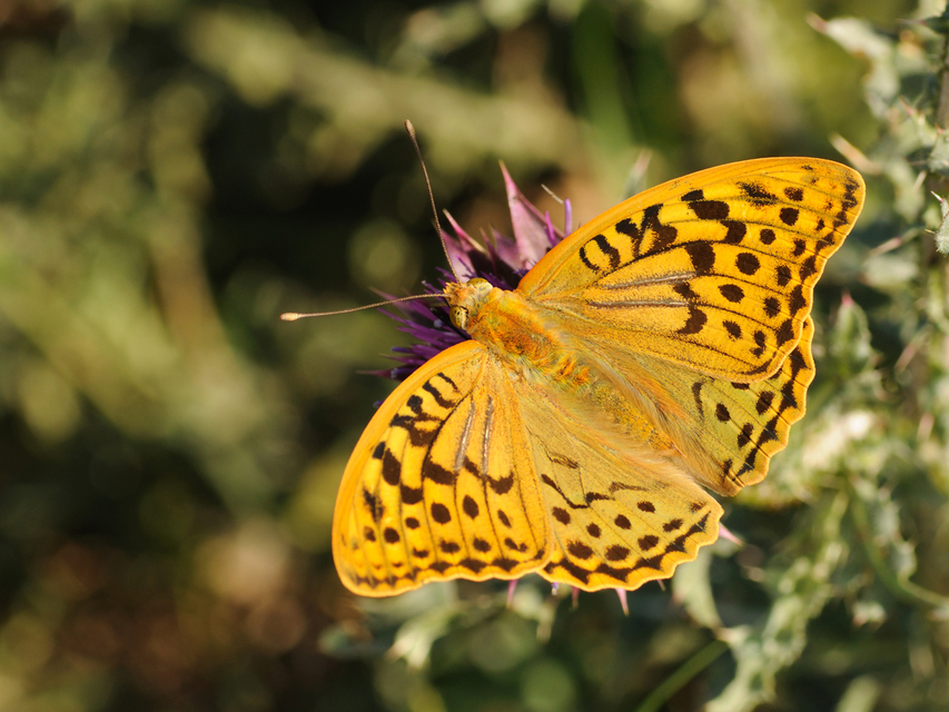 Argynnis pandora - zöldes gyöngyházlepke