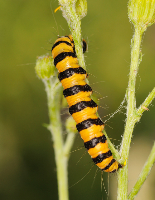 Tyria jacobaeae - jakabfű-medvelepke