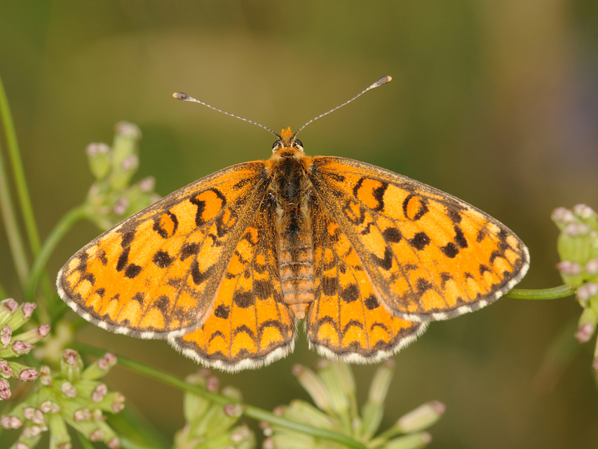 Melitaea trivia - kis tarkalepke