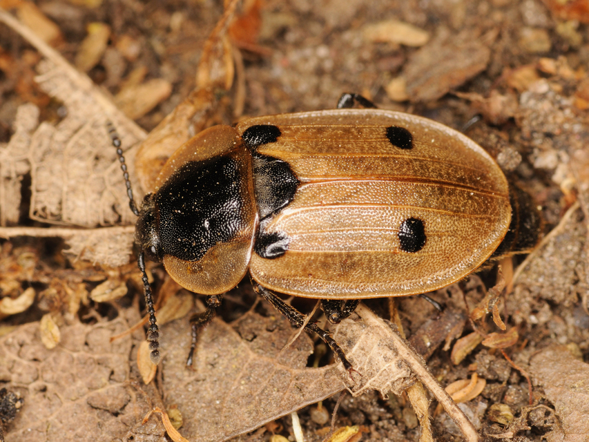 Dendroxena quadrimaculata - négypettyes dögbogár
