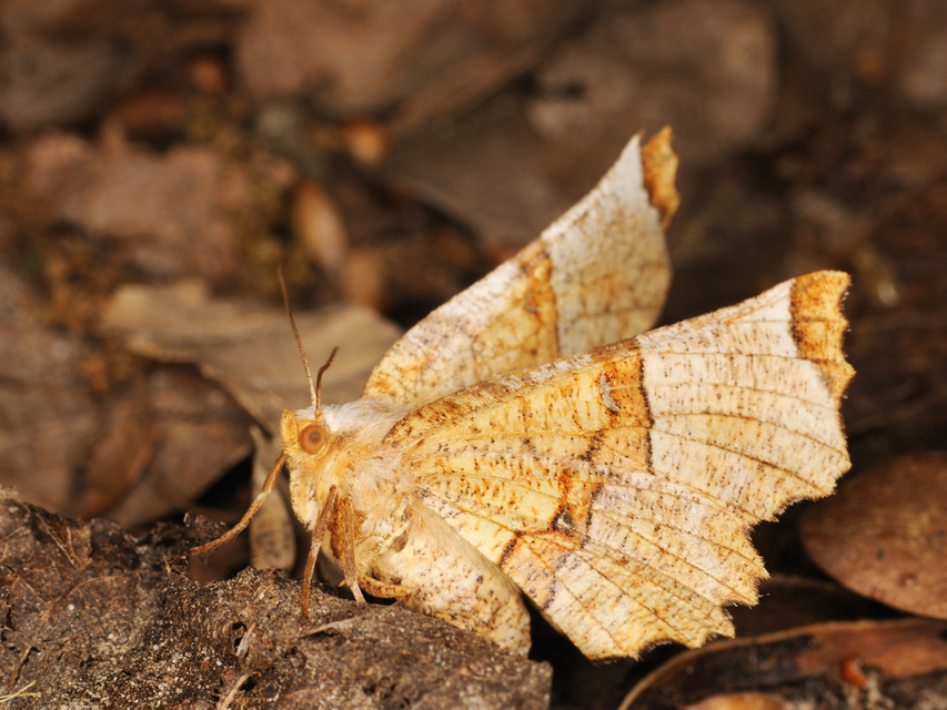 Selenia lunularia - egyfoltos holdasaraszoló