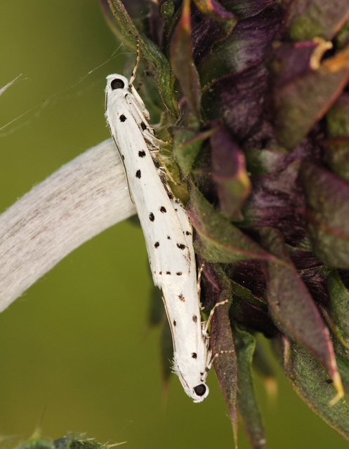 Myelois circumvoluta - pettyes karcsúmoly