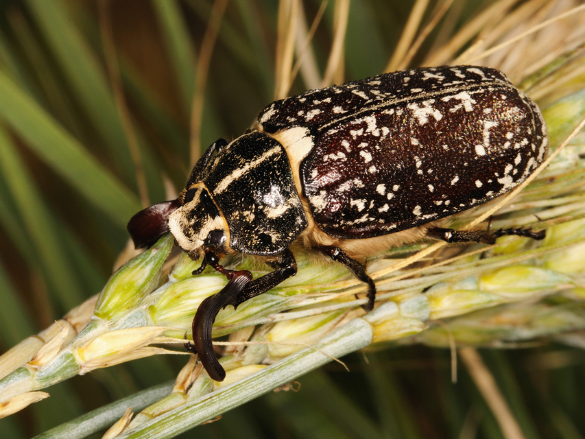 Polyphylla fullo - csapó cserebogár