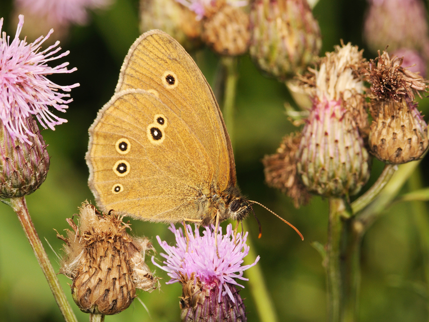 Aphantopus hyperanthus - közönséges ökörszemlepke