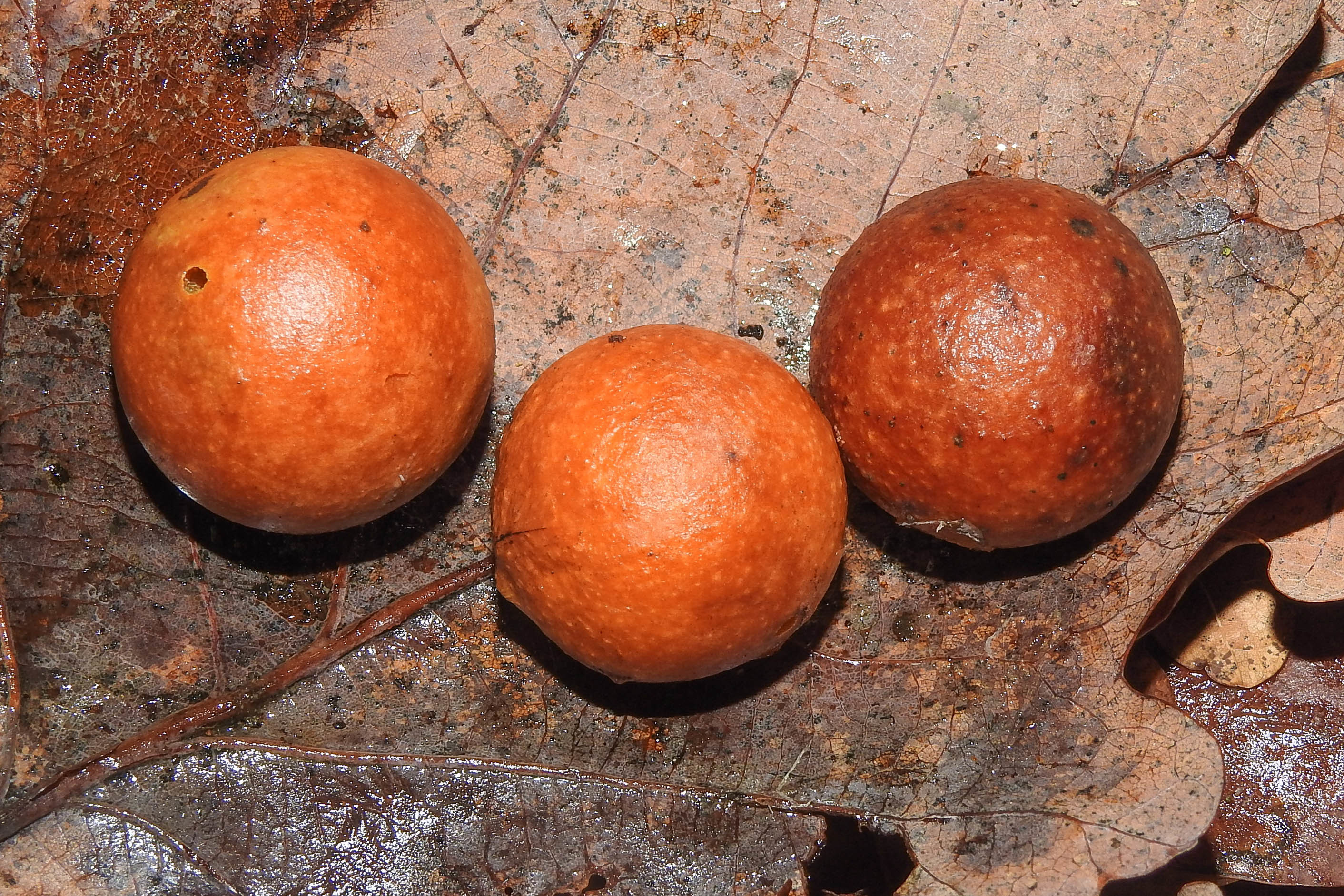 Cynips quercusfolii - golyógubacsdarázs