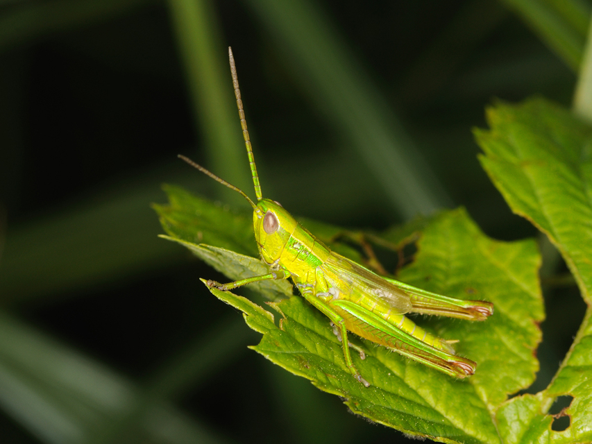 Euthystira brachyptera - smaragdzöld sáska