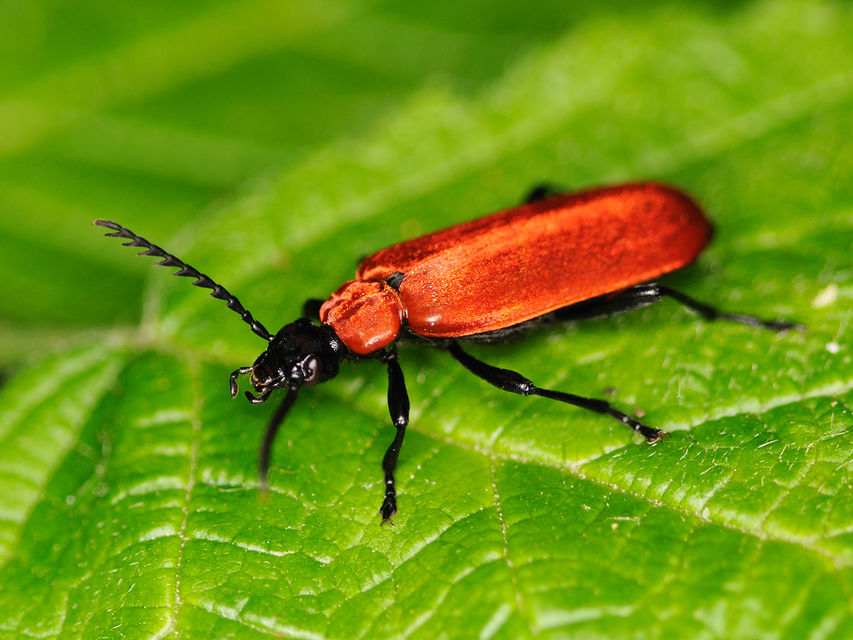 Pyrochroa coccinea - nagy bíborbogár