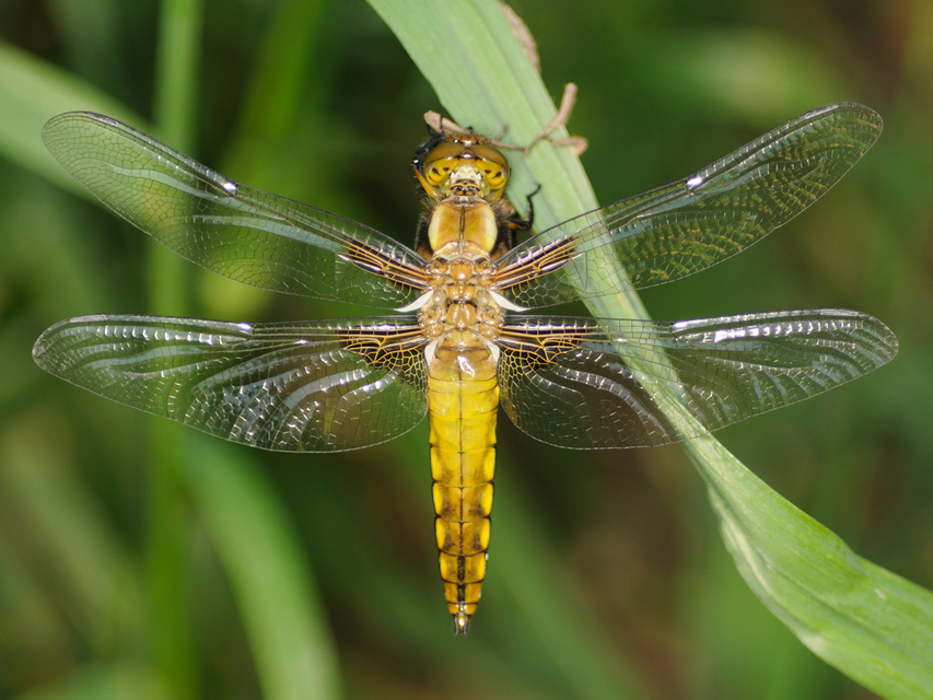 Libellula depressa - széles laposacsa