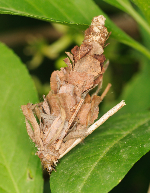 Canephora hirsuta - kormos zsákhordólepke