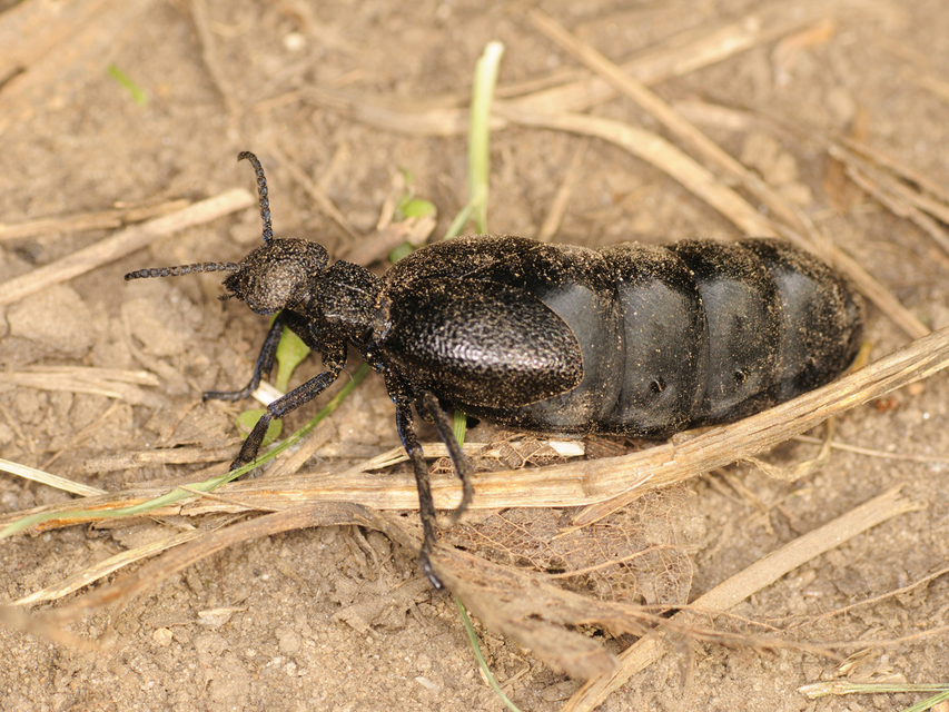Meloe cicatricosus - óriásnünüke