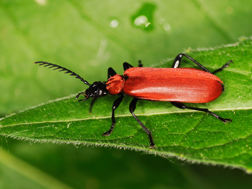 Pyrochroa coccinea - nagy bíborbogár