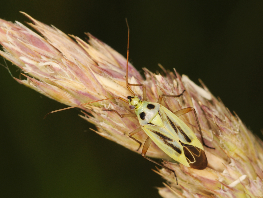 Stenotus binotatus - kétfoltos mezeipoloska