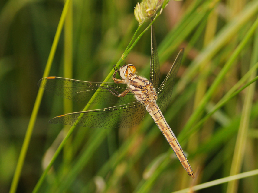 Orthetrum brunneum - pataki pásztorszitakötő