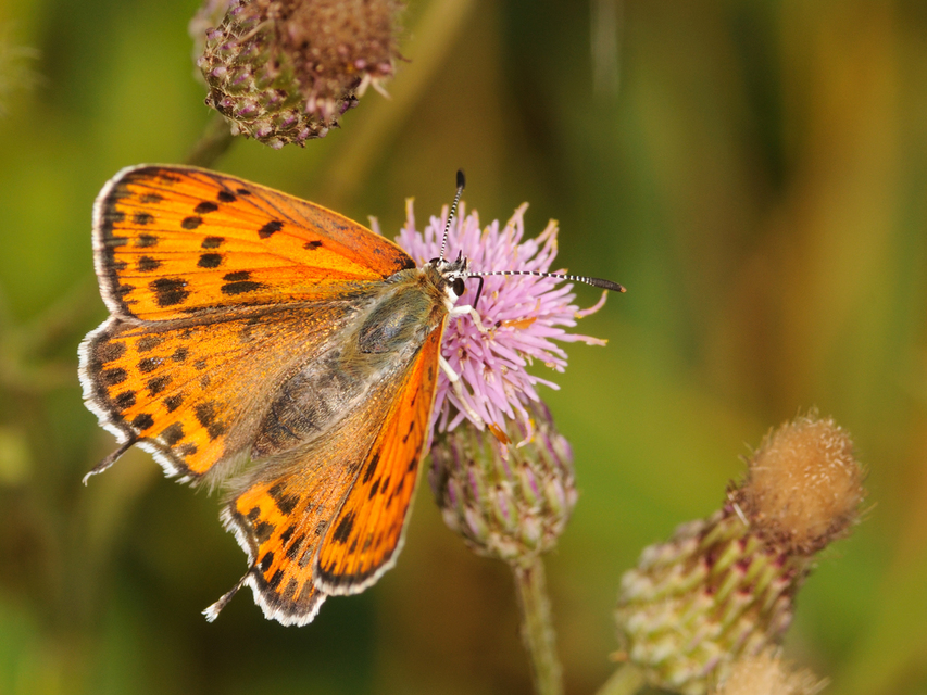 Lycaena thersamon - kis tűzlepke