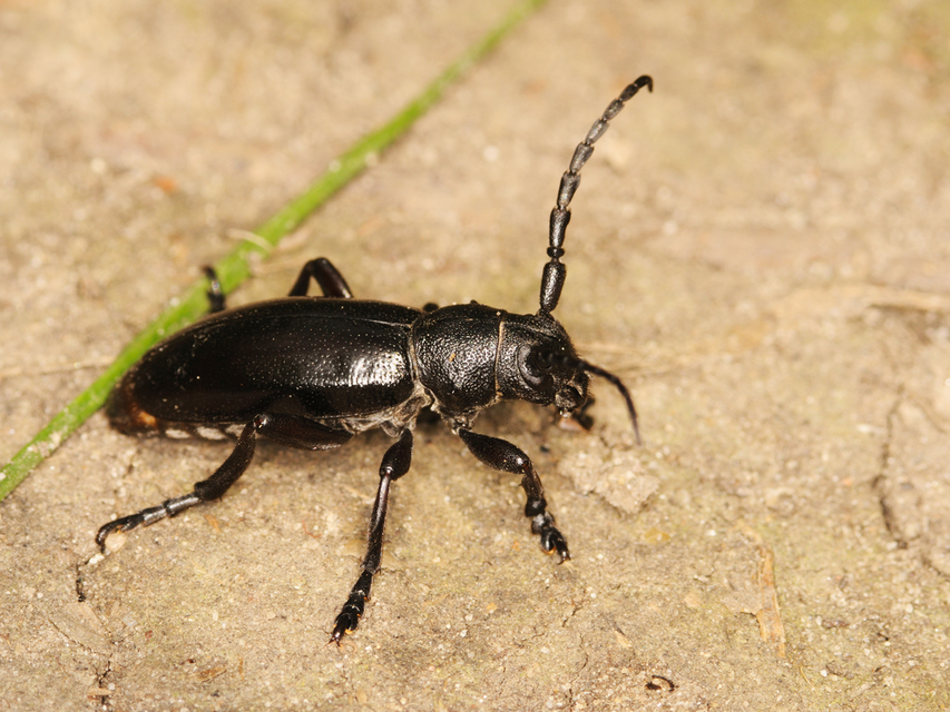 Dorcadion aethiops - fekete gyalogcincér
