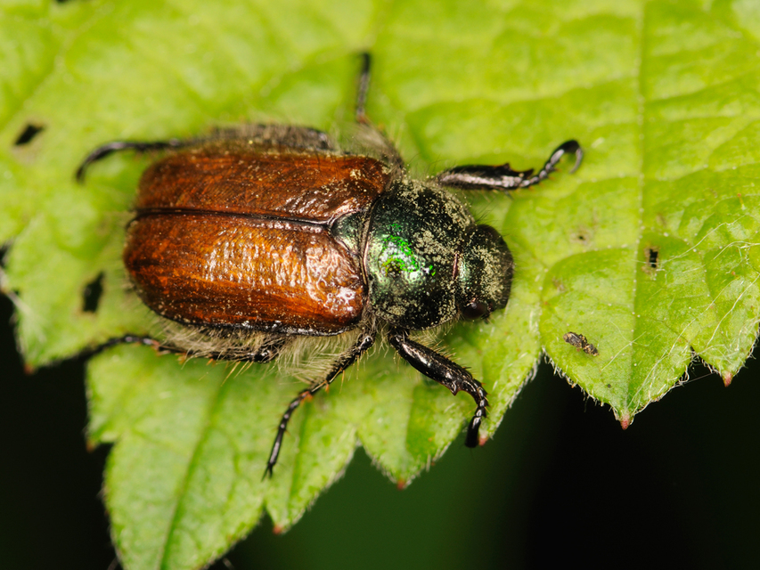 Phyllopertha horticola - kerti szipoly