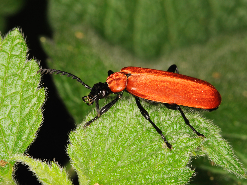 Pyrochroa coccinea - nagy bíborbogár