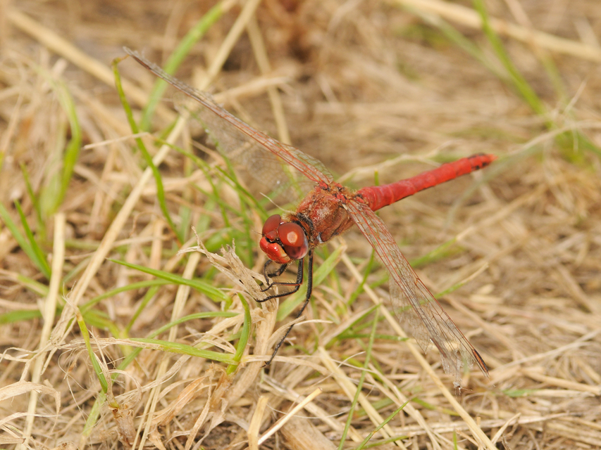 Sympetrum fonscolombii - vándor katona-szitakötő