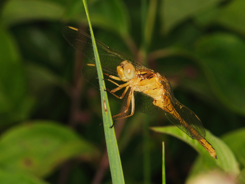 Orthetrum coerulescens - karcsú pásztorszitakötő