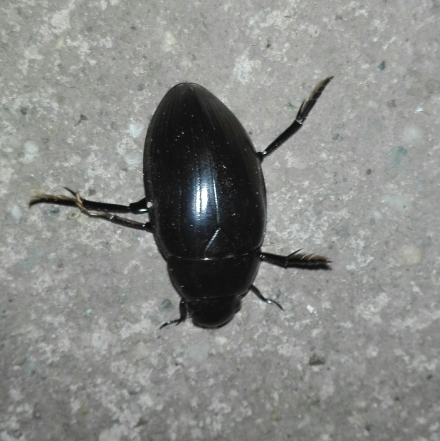 Hydrophilus