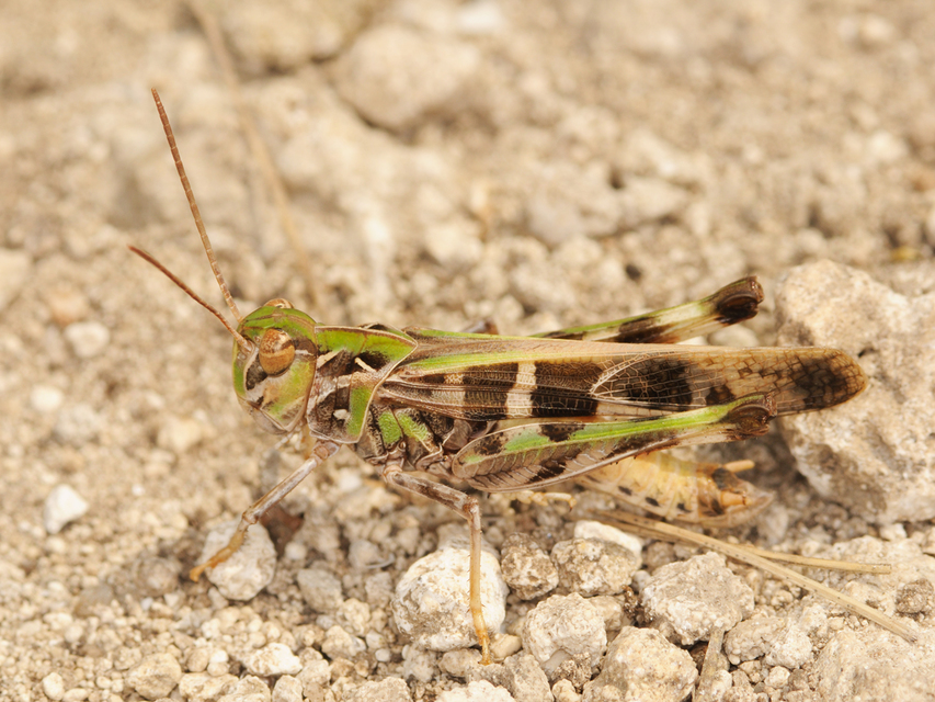 Oedaleus decorus - szalagos sáska
