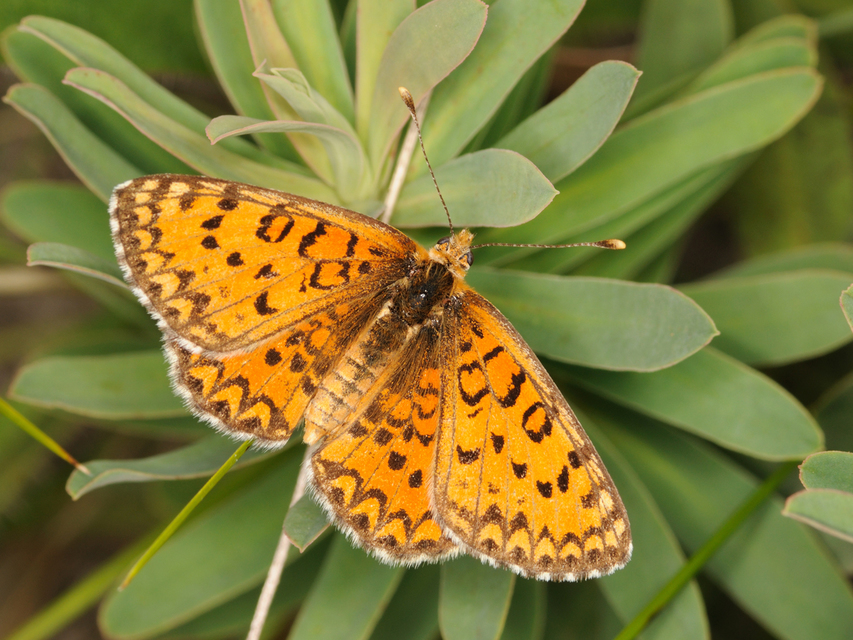Melitaea trivia - kis tarkalepke