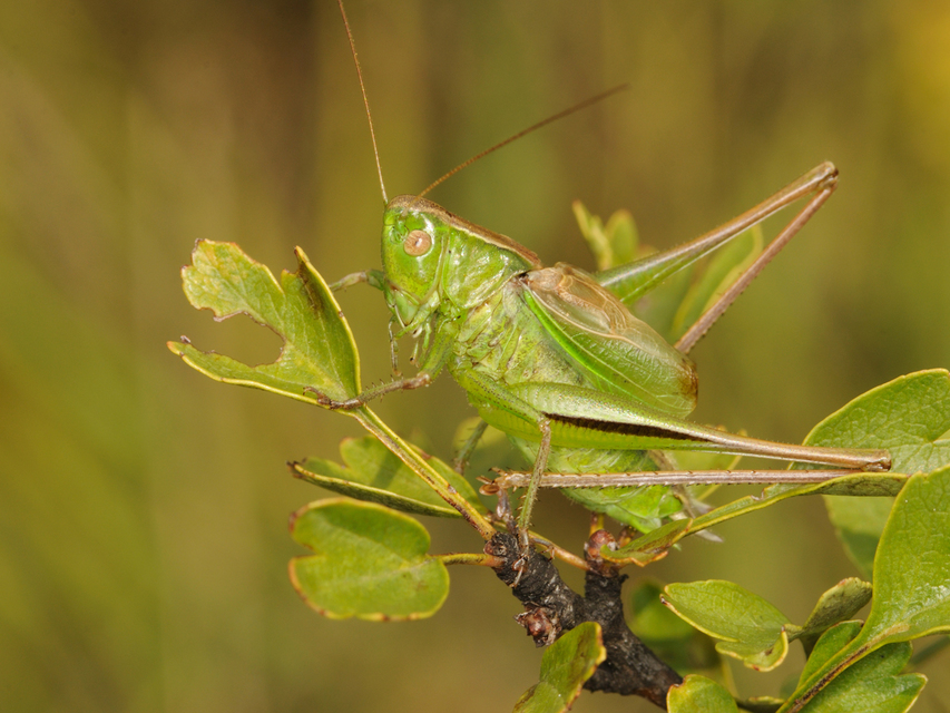 Bicolorana bicolor - halványzöld rétiszöcske
